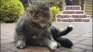 ДНЕВНИК лесного кота: «Барсик - чистюля!» - 19 октября 2025 года