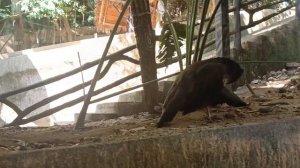 Хайнань. Китай. Деревня Ли и Мяо. Стеклянный мост