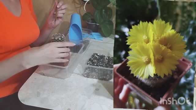 📣Пересадка кактусов🌵+ хитрый лайфхак для необычной зимовки.🥶❄❄❄❄❄❄❄❄❄