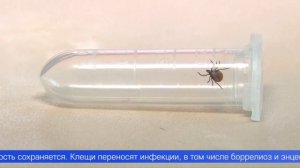 Клещи в этом году покусали почти тридцать тысяч жителей Свердловской области