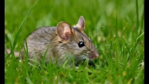 соловей разбойник (online-video-cutter.com)