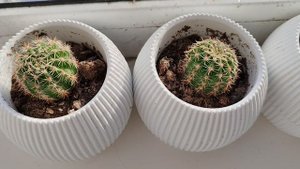 кактусы на окне в деревне