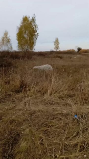 Вечерний металлокоп. смотреть онлайн