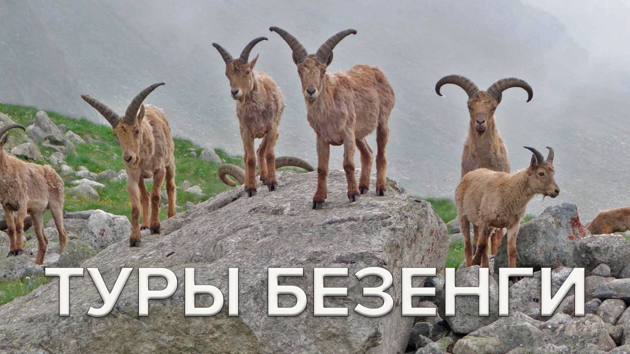 Туры Безенги