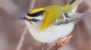 Звук природы. Пение птицы Бюльбюль короткопалый в лесу у реки