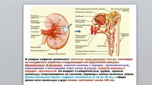 19 Гаева С.Ж.Лекция. 22 ч 1Анатомия мочевой системы.