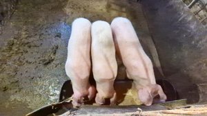 Жизнь в Деревне,Одна на хозяйстве,кормление Свиней,Влоги каждый день