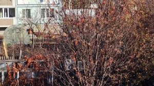 21-10-2025 октябрь в деревне