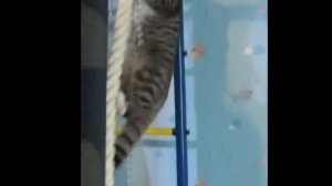 Скалолазка