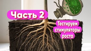 Стимулятор роста растений Часть 2
