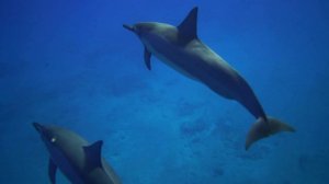 Дельфины в морских глубинах: Спокойное видео с дельфинами под музыку на пианино