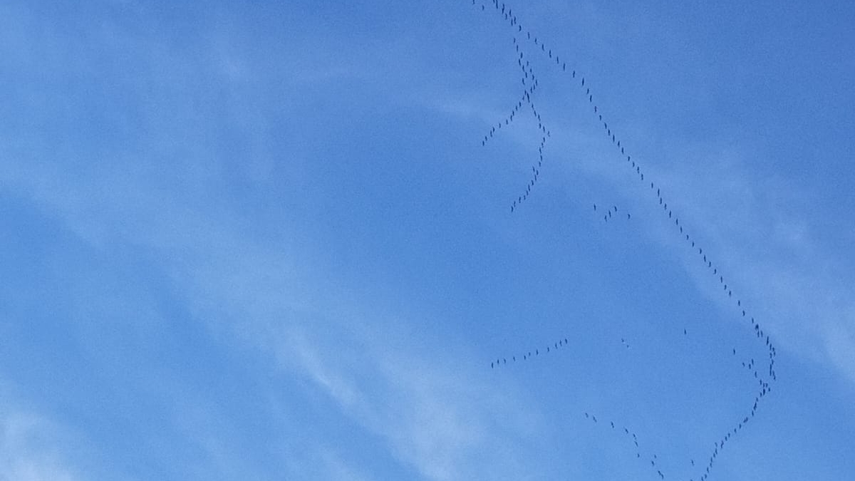 Охота в Ленинградской области сезон 2025-2026 смотреть онлайн