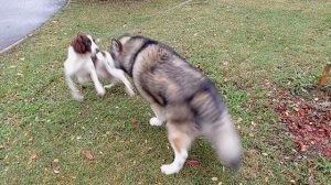 Давай играть 🤩🐾🐻❤️ #маламут аляскинский VID_20251017_152240