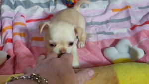 #СКИДКИ до 09/11/25 Анфиса открыта для резерва #купитьщенкачихуахуапродаю +79215950848