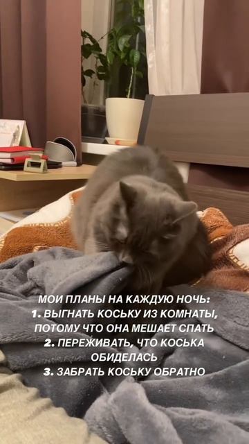 Без кота и жизнь не та