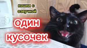Кошки с озвучкой