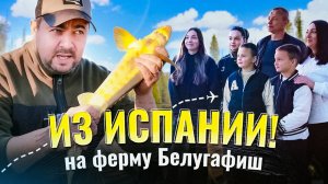 Из Испании прямиком на Белугафиш