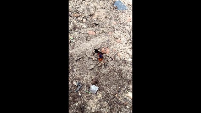 Одна из самых крупных ос - скопия. Живет тихо и уединенно, никого не трогает и никому не угрожает смотреть онлайн