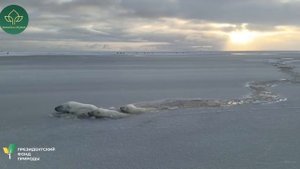 В Якутии сняли на видео плавающих в ледяной шуге белую медведицу с медвежатами