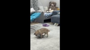 Видео с Лаки будет много🙈