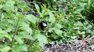 Красивая синица в парке