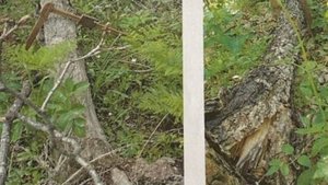 В Приморье возбудили дело за ущерб лесному фонду на более 3,4 млн рублей