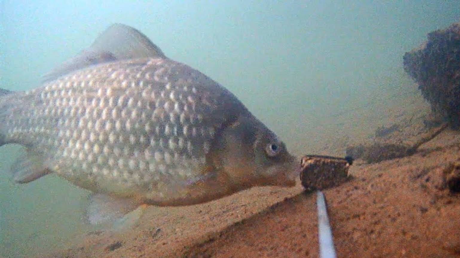 Реакция рыбы на жмых с КОНОПЛЕЙ! Подводная съемка