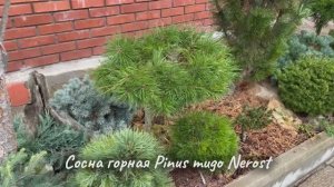 Pinus mugo Nerost
