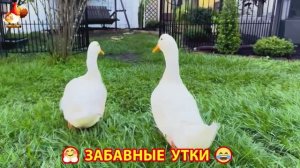 Забавные утки мускусные и пекинские на свободном выгуле со своими друзьями ч.(258) ❣️🤗😂