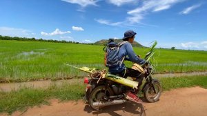 Ловля сомов голыми руками - популярное занятие кхмеров / Catching catfish with bare hands (Cambodia)