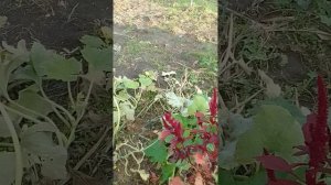 Огород сегодня на Кубани