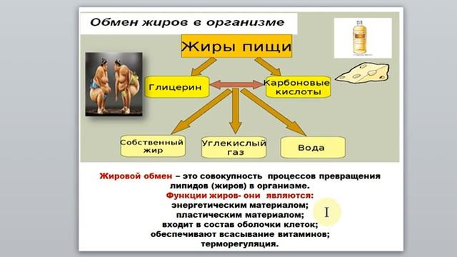 15 Гаева С.Ж. Лекция.46 Обмен веществ и энергии в организме. Часть 1 смотреть онлайн