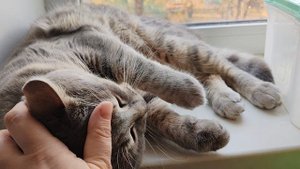 21-10-2025 кот отдыхает в деревне