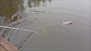 Форель сегодня распределена в верхних и нижних горизонтах. Рыбалка на спорт зоне в Клёвом месте.