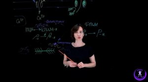 Механизм сокращения гладких мышц