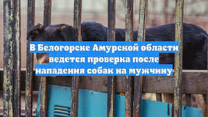 В Белогорске Амурской области ведется проверка после нападения собак на мужчину