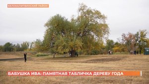 Дерево года-столетняя ива- получило официальное подтверждение своего статуса