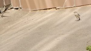 Белая трясогузка кормит муравьями слетка. Слёток гоняется за взрослой птицей