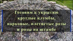 Готовим к укрытию круглые клумбы,парковые, плетистые розы и розы на штамбе