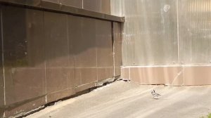 Трясогузка охотится за крылатыми муравьями, гоняет воробья. Слёток гоняется за взрослой трясогузкой