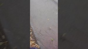 я иду с шкошколы