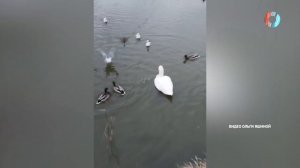 Отбился от стаи