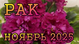РАК таро прогноз на НОЯБРЬ 2025 года.