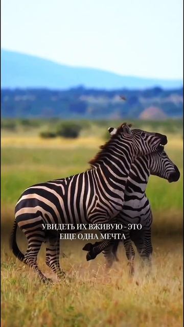 Проверяем: правда ли в Африке всё как в мультфильме “Мадагаскар”