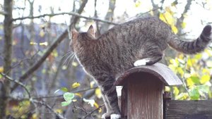 Кот в золотой осени: неспешная прогулка по даче 🍂 | Уют, листья и кошачьи приключения