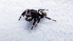 Паук скакунчик умывается. Самец Фергюс