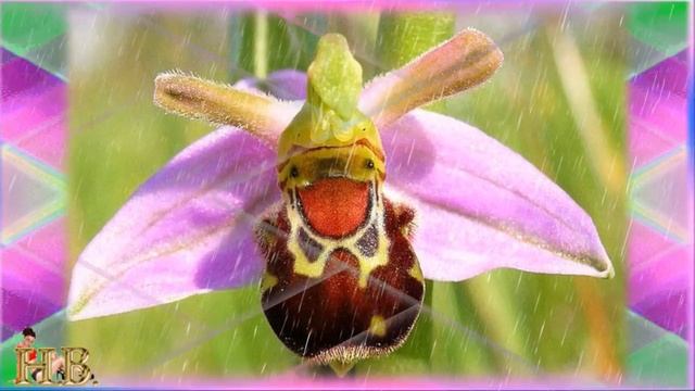 Необычные цветы нашей планеты смотреть онлайн