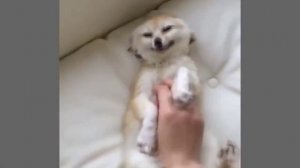 Фенек