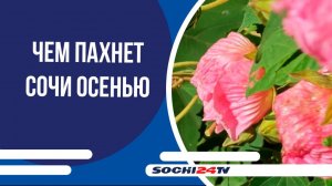Османтус и гибискус: чем пахнет Сочи осенью