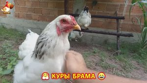 Куры Брама с лохматыми лапами прекрасные несушки (65)